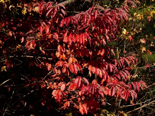{Oxydendrum arboreum}
